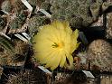 Echinocereus subinermis_1